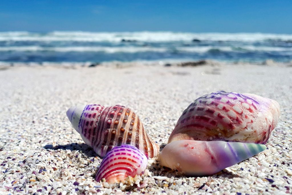 conchas de colores tiradas en la playa, en el fondo se puede ver el mar y el cielo