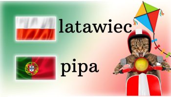 flaga polski, flaga portugali, napis latawiec, napis pipa, tło w kolorach flagi portugali, kot na motocyklu i latawiec